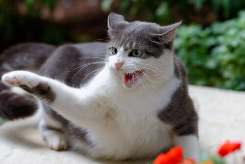 Arañazo de gato
