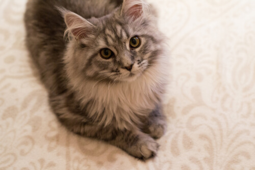 Artrosis en gatos: síntomas y tratamiento