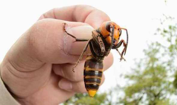 Avispa gigante asiática