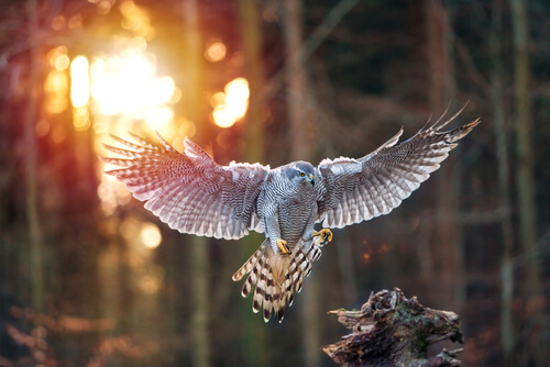 Azor: hábitat