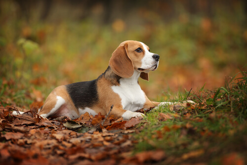 Beagle: salud y cuidados