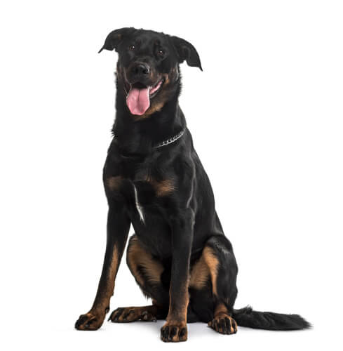 Beauceron: características