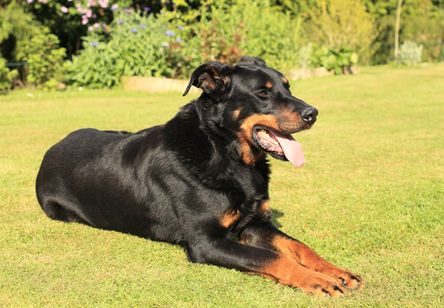 Beauceron: cuidados