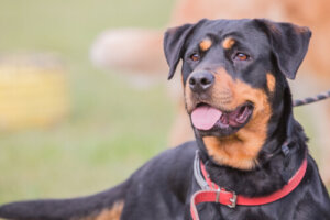 El beauceron: origen y comportamiento