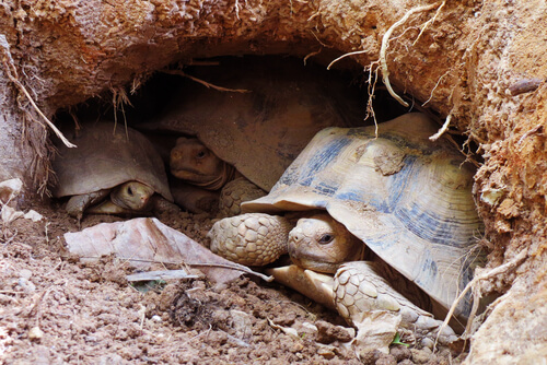 Brumación en reptiles