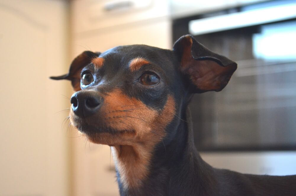 Cabeza de un pinscher enano.