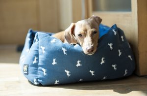 6 sitios adecuados para poner la cama de tu perro