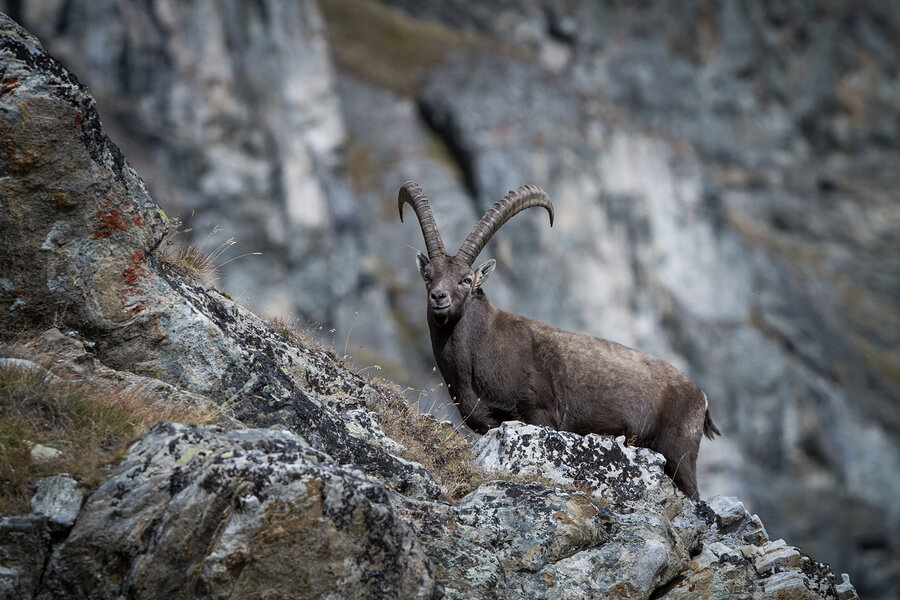 Capra ibex: íbices