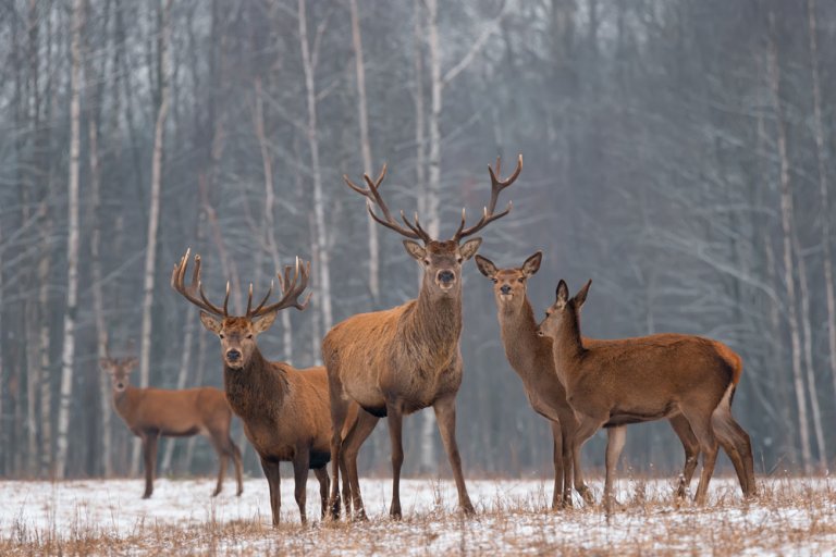 Características del ciervo rojo Mis Animales