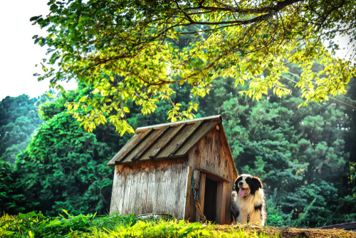 Casa de perro para jardín