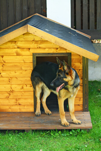 Caseta para el perro