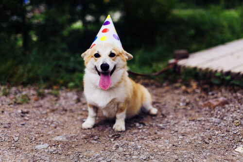 Celebrar cumpleaños al perro