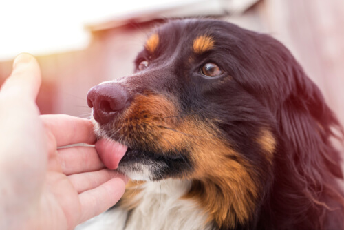 Síntomas y comportamientos del celo en perros