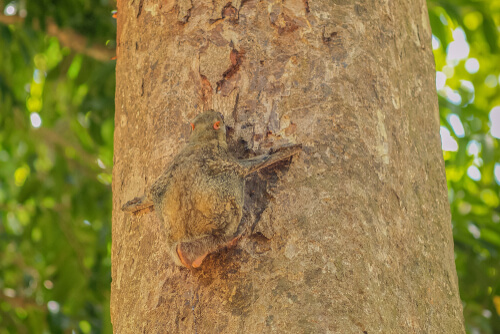 Colugo: características