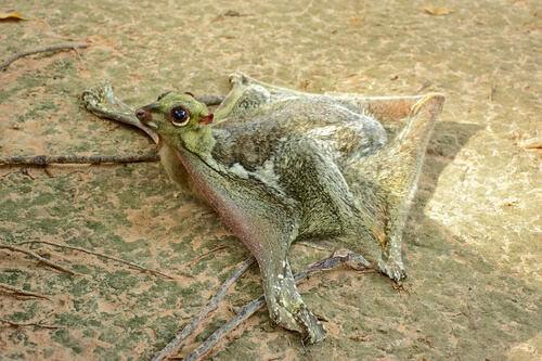 Colugo: reproducción