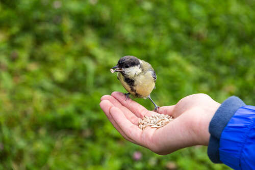 Cómo alimentar de forma correcta un pájaro
