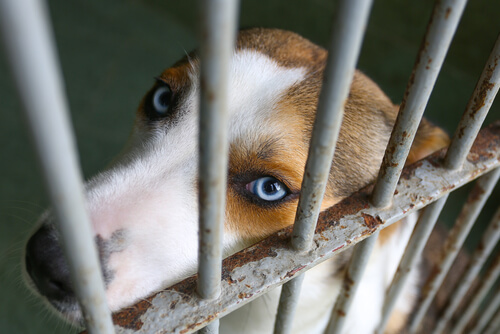 Cómo cuidar un perro abandonado