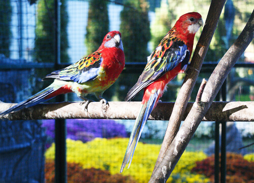Comportamiento reproductivo del loro multicolor
