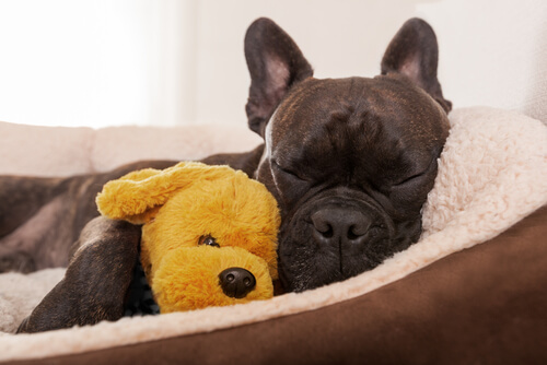 Consulta etológica para tu mascota