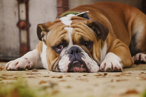 7 cosas que los perros odian de ti