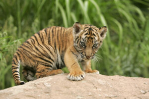 Las 10 crías de animales más tiernos