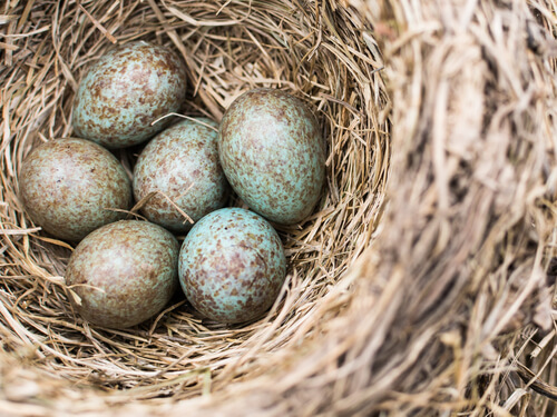 Cuco: huevos en el nido