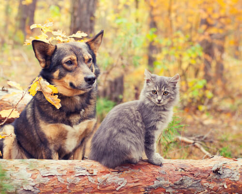 Cuidados del perro y el gato en otoño