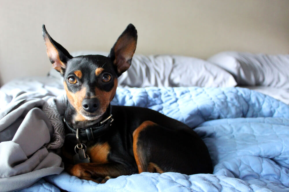 Cuidado de un pinscher enano.