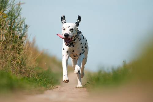 Dálmata corriendo