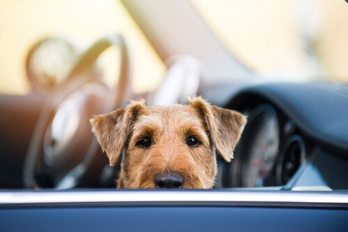 Dejar al perro en el coche