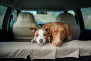 5 consecuencias de dejar tu perro en el carro