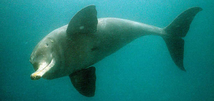 Delfín del Ganges: reproducción