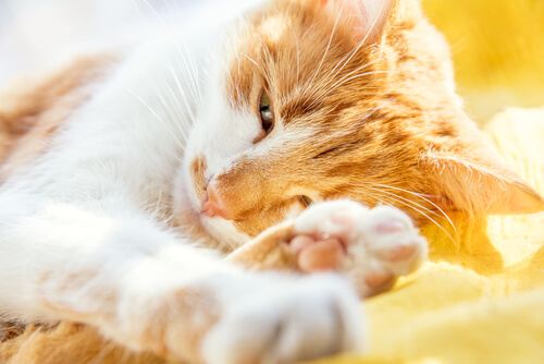 Demencia senil en gatos: síntomas y tratamiento