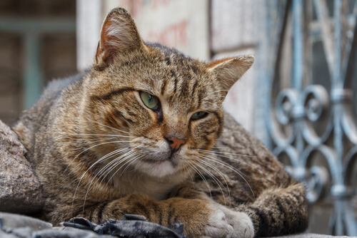 Demencia senil en gatos: tratamiento