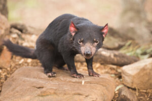 Australia, el país de los marsupiales