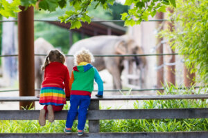 ¿Cuál es la diferencia entre un zoo y un santuario?