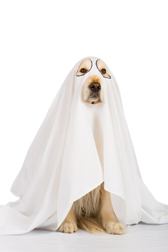 Disfrazar a tu mascota en Halloween de fantasma