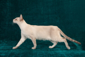 Todo lo que necesitas saber sobre la displasia de cadera en gatos