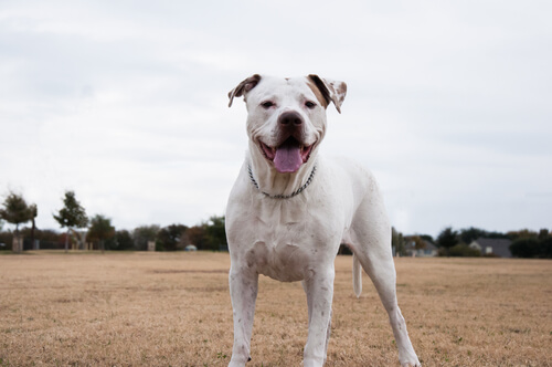 Dogo Argentino en el campo.