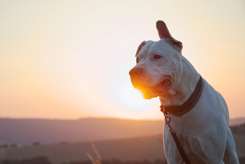 Dogo Argentino mirando al horizonte.