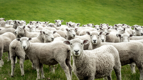 Domesticación de la oveja
