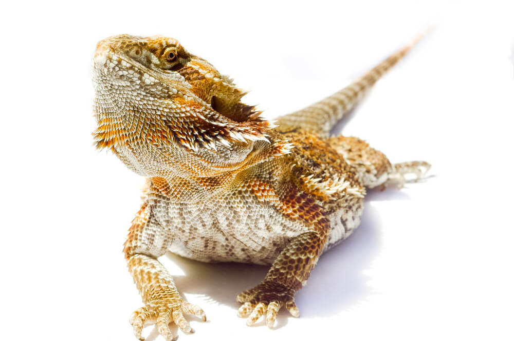 Dragón barbudo.