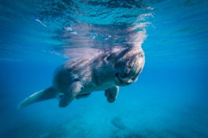 Dugong dugon: comportamiento y reproducción