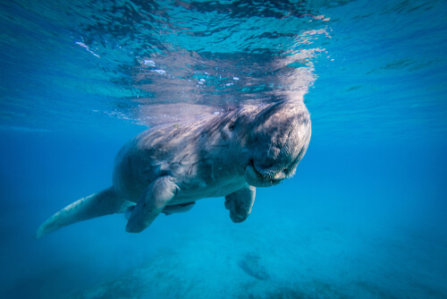 Dugong dugon: comportamiento y reproducción