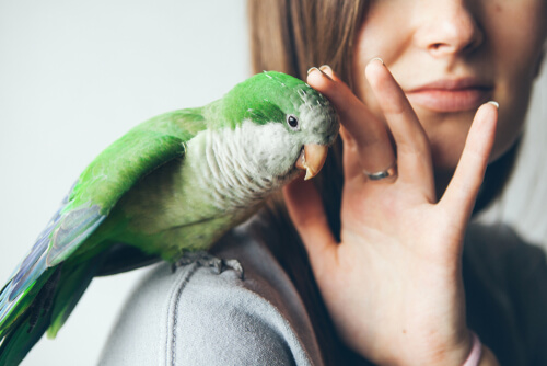 Enfermedad del pico y la pluma