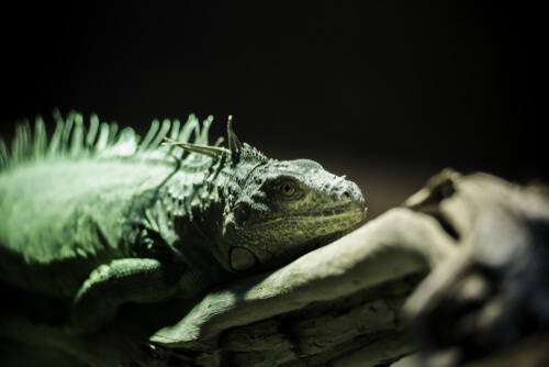 Enriquecimiento ambiental en reptiles