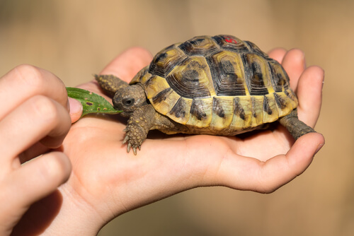 Enriquecimiento ambiental tortugas