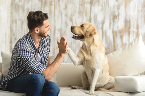 Enseñar a saludar perro