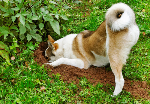 5 tips para evitar que los perros dañen el jardín