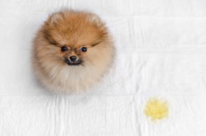 Evita que tu perro se orine en la cama con estos 7 pasos